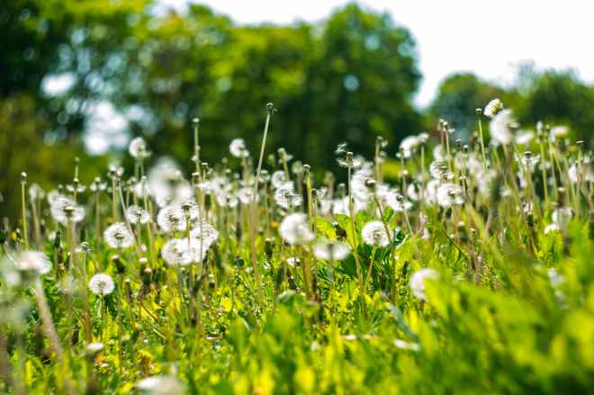 shallow focus photography of white dandelion field