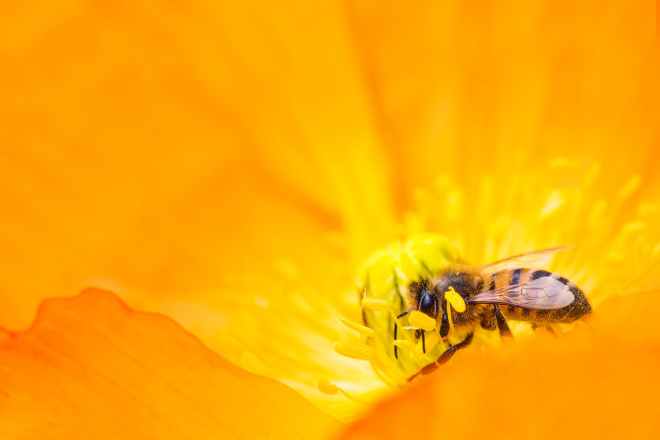 animal bee bloom blooming